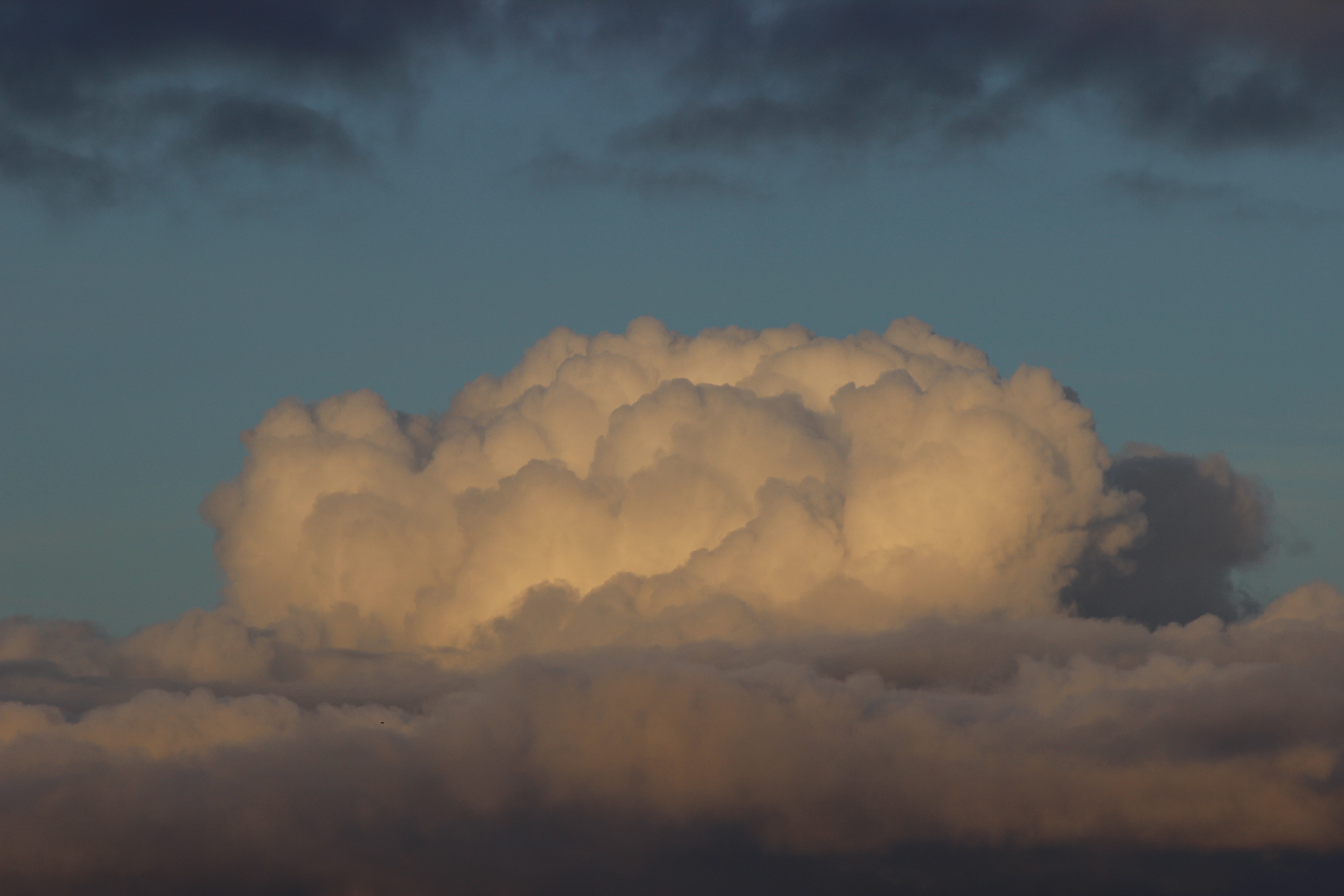 Cumulus-topp-blomkål-Foto-Cumula.jpg#asset:11671
